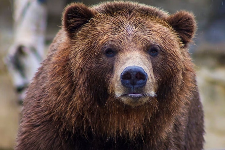 Steamboat Backyard Bear Caught Beating The Heat In Kiddie Pool