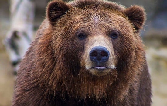 Steamboat Backyard Bear Caught Beating The Heat In Kiddie Pool