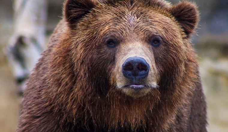 Steamboat Backyard Bear Caught Beating The Heat In Kiddie Pool