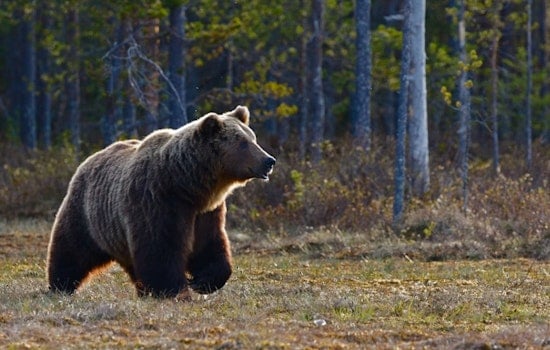 Steamboat Springs Bear Caught Eating Another Bear Raises Grisly Questions