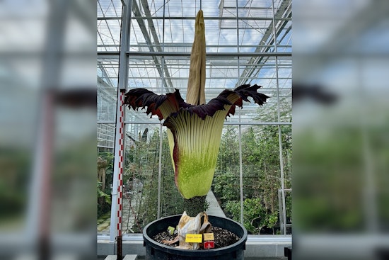 Stinky Showdown: Twin Corpse Flowers Ready To Raise A Reek At The Huntington