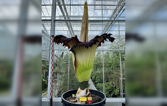 Stinky Showdown: Twin Corpse Flowers Ready To Raise A Reek At The Huntington