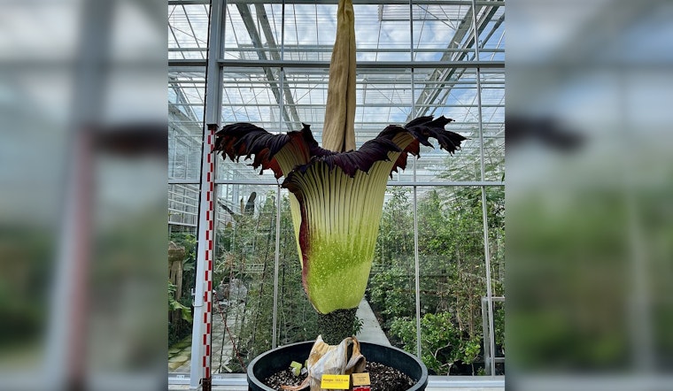 Stinky Showdown: Twin Corpse Flowers Ready To Raise A Reek At The Huntington