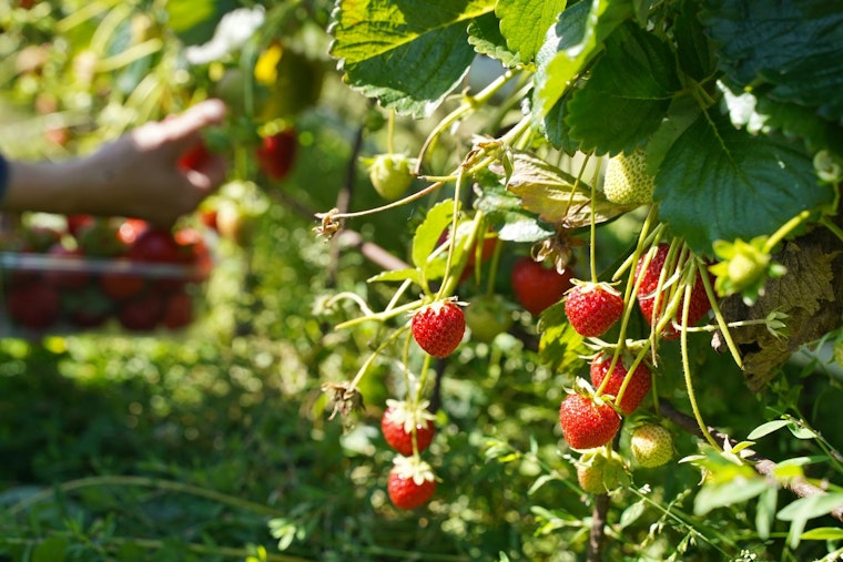 Strawberry Showdown In Plant City As $55 Million Farm Sale Blows Up