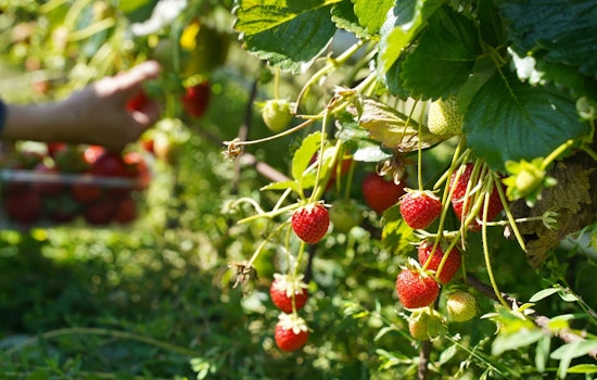 Strawberry Showdown In Plant City As $55 Million Farm Sale Blows Up