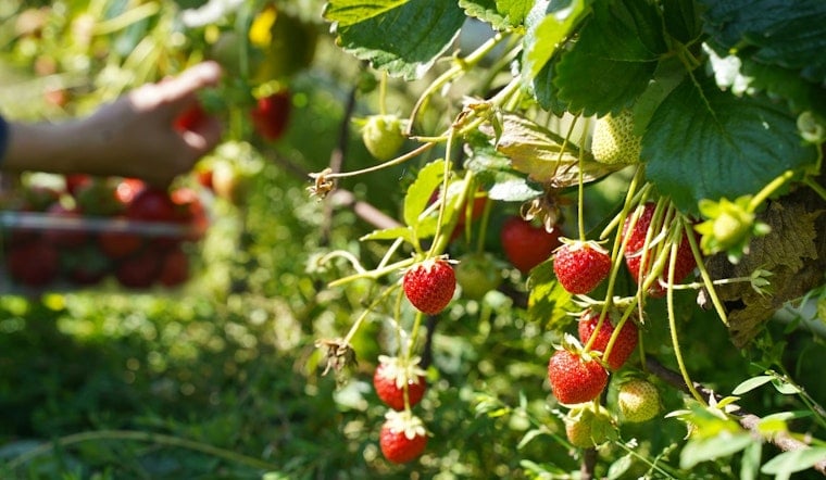 Strawberry Showdown In Plant City As $55 Million Farm Sale Blows Up