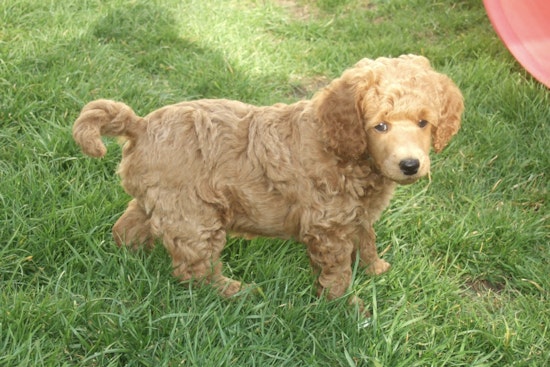 Stroller Puppy Hustle: Midtown Poodle Peddlers Vanish Before Cops Roll In