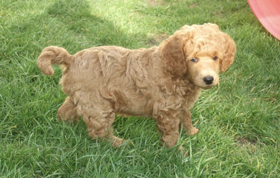 Stroller Puppy Hustle: Midtown Poodle Peddlers Vanish Before Cops Roll In