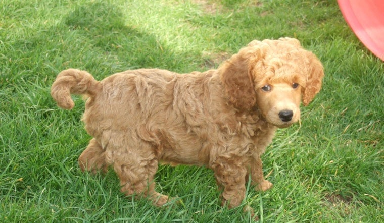 Stroller Puppy Hustle: Midtown Poodle Peddlers Vanish Before Cops Roll In