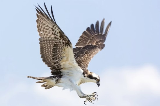 Sugar House On Hawk Watch As Escaped Raptor Stax Dodges Capture