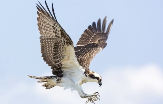 Sugar House On Hawk Watch As Escaped Raptor Stax Dodges Capture