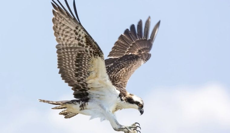 Sugar House On Hawk Watch As Escaped Raptor Stax Dodges Capture