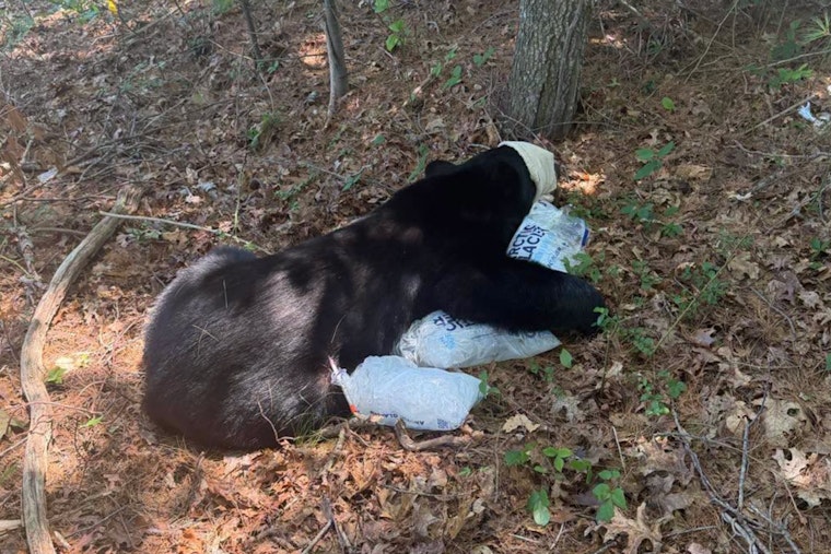 Sunday Standoff: Bourne Black Bear Tranquilized Near Buzzards Bay Park
