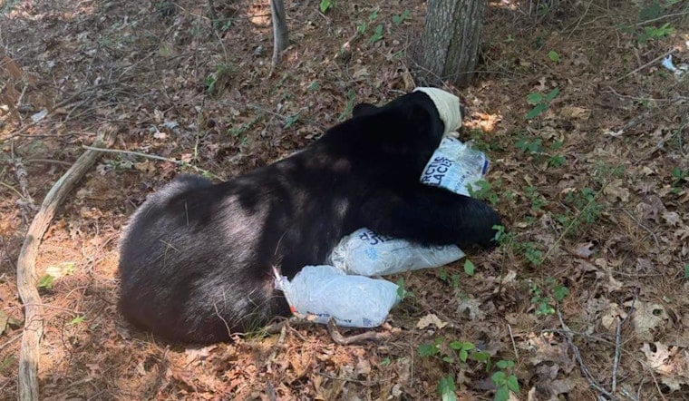 Sunday Standoff: Bourne Black Bear Tranquilized Near Buzzards Bay Park