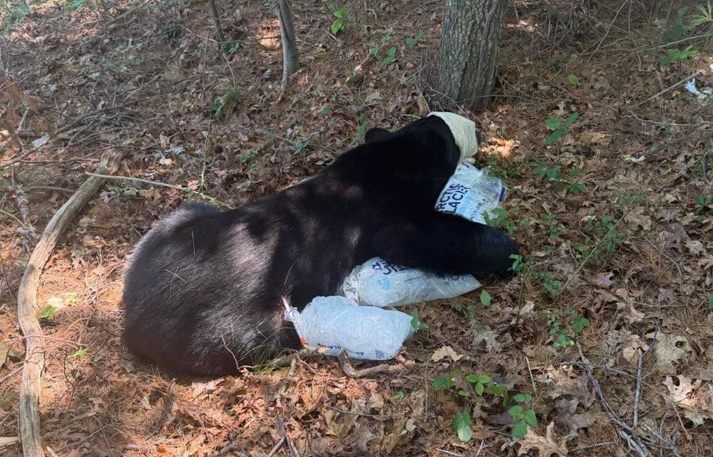 Sunday Standoff: Bourne Black Bear Tranquilized Near Buzzards Bay Park