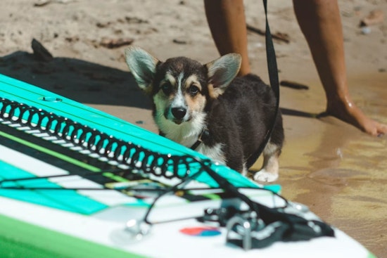Surf's Up, Paws Out: Pacifica's Linda Mar Braces for World Dog Surfing Showdown