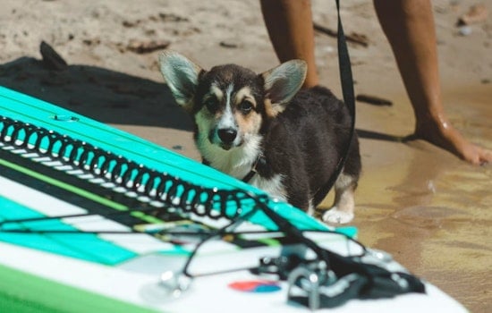 Surf's Up, Paws Out: Pacifica's Linda Mar Braces for World Dog Surfing Showdown