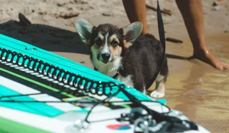 Surf's Up, Paws Out: Pacifica's Linda Mar Braces for World Dog Surfing Showdown