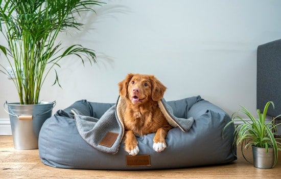 Tampa Dog Cruise Refund Fight Leaves Passengers Waiting