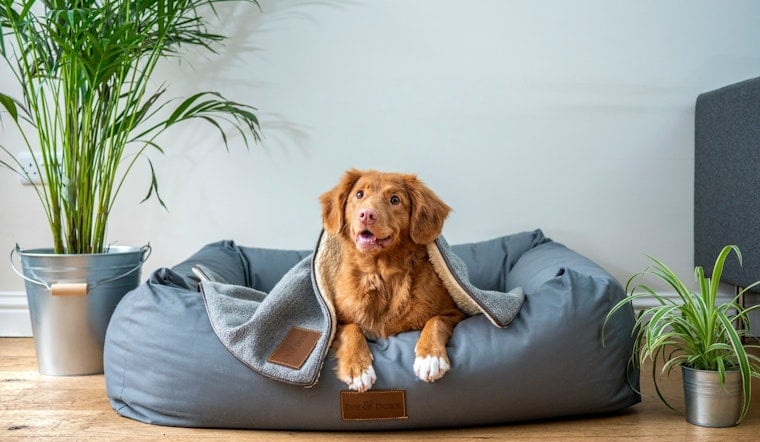Tampa Dog Cruise Refund Fight Leaves Passengers Waiting