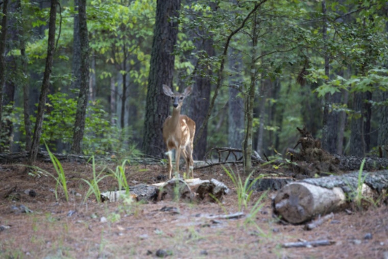 Tar Heel Deer Hunters Drafted to Battle Deadly Wasting Disease