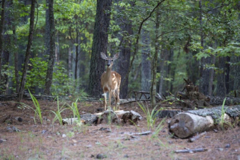 Tar Heel Deer Hunters Drafted to Battle Deadly Wasting Disease