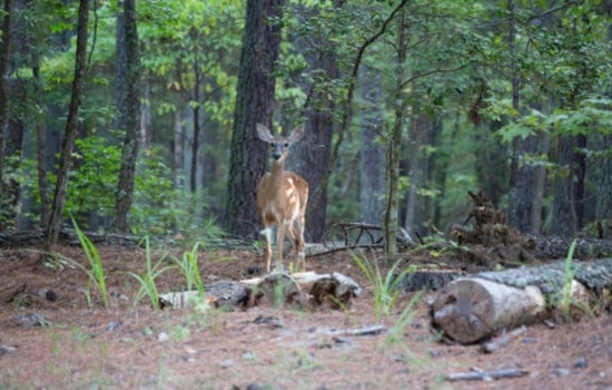 Tar Heel Deer Hunters Drafted to Battle Deadly Wasting Disease