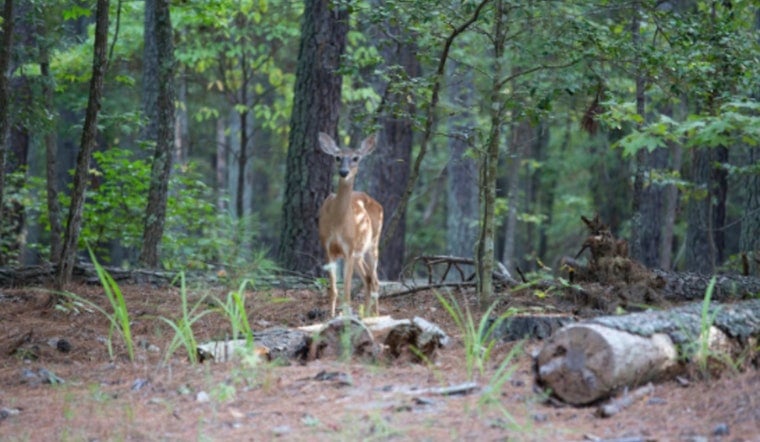 Tar Heel Deer Hunters Drafted to Battle Deadly Wasting Disease