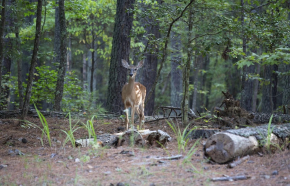 Tar Heel Deer Hunters Drafted to Battle Deadly Wasting Disease