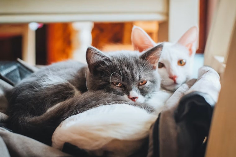 Texas Cat Fleas Busted Carrying Typhus, Putting Valley Homes on Edge