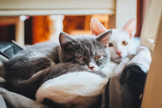 Texas Cat Fleas Busted Carrying Typhus, Putting Valley Homes on Edge