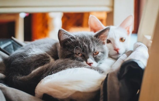 Texas Cat Fleas Busted Carrying Typhus, Putting Valley Homes on Edge