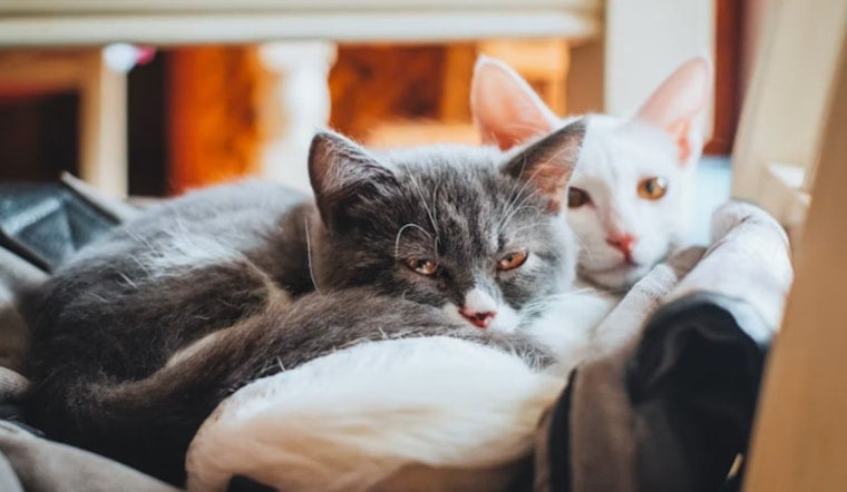Texas Cat Fleas Busted Carrying Typhus, Putting Valley Homes on Edge