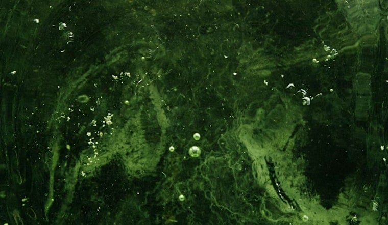 Toxic Gunk Cripples Utah Lake’s Lincoln Beach And Saratoga Springs Marinas
