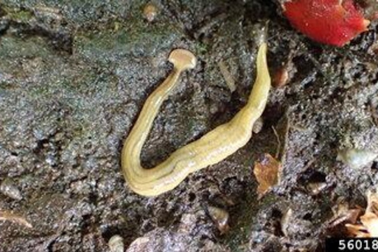Toxic Hammerhead Horror Creeps Into Tennessee Gardens