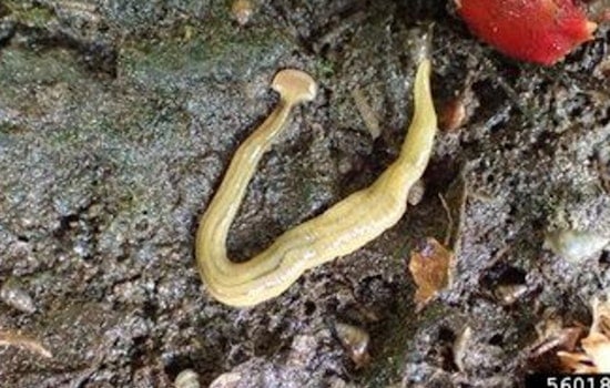 Toxic Hammerhead Horror Creeps Into Tennessee Gardens