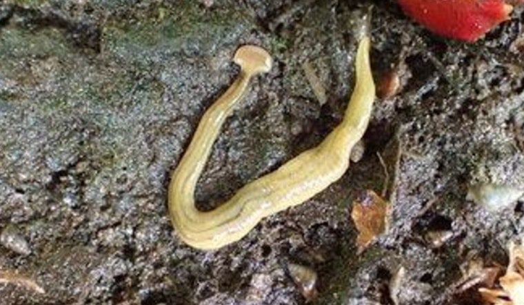 Toxic Hammerhead Horror Creeps Into Tennessee Gardens