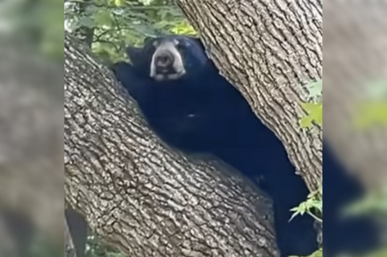 Tree-Climbing Black Bear Tranquilized After Roaming White Plains Streets