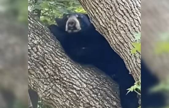 Tree-Climbing Black Bear Tranquilized After Roaming White Plains Streets