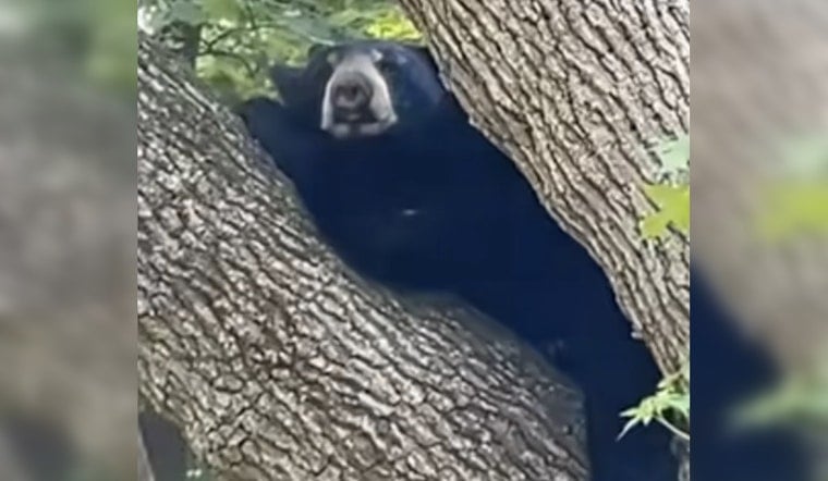 Tree-Climbing Black Bear Tranquilized After Roaming White Plains Streets