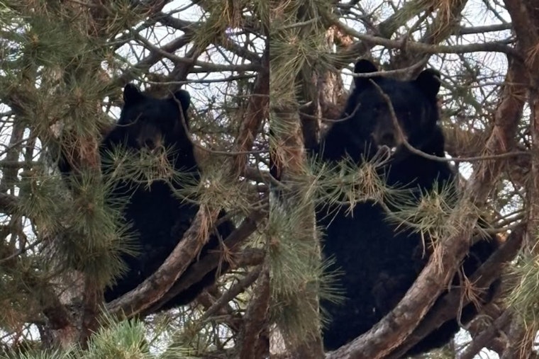 Treehouse Showdown: Black Bear Brings South Centennial Block To A Halt