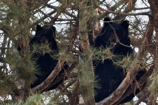 Treehouse Showdown: Black Bear Brings South Centennial Block To A Halt