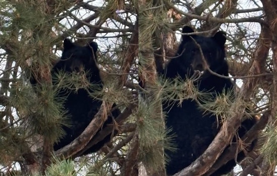 Treehouse Showdown: Black Bear Brings South Centennial Block To A Halt