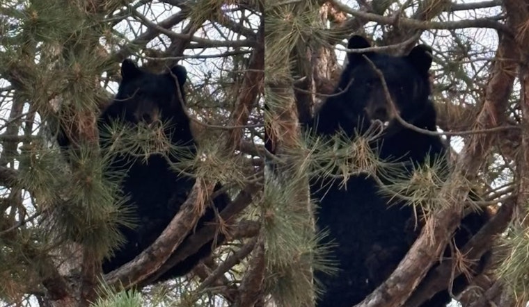 Treehouse Showdown: Black Bear Brings South Centennial Block To A Halt