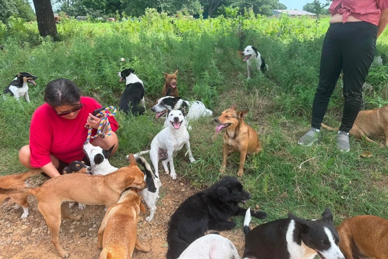Tulsa Rescue Races To Save 100-Plus Dogs On Creek County Land