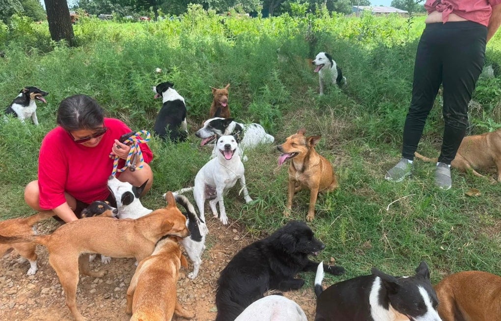 Tulsa Rescue Races To Save 100-Plus Dogs On Creek County Land