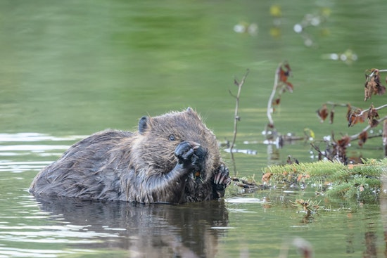 Turtle Island Terror: Lake George Hero Mauled Saving Pal From Suspected Rabid Beaver