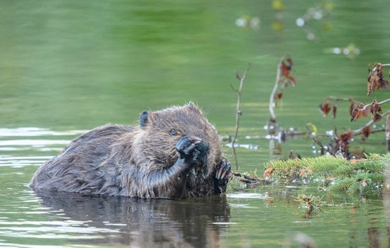Turtle Island Terror: Lake George Hero Mauled Saving Pal From Suspected Rabid Beaver