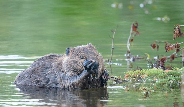 Turtle Island Terror: Lake George Hero Mauled Saving Pal From Suspected Rabid Beaver