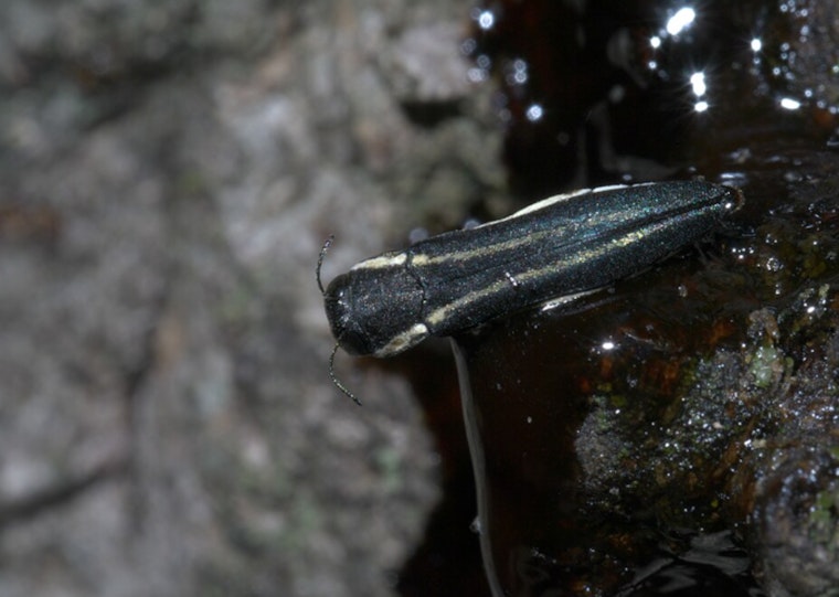 Two-Lined Chestnut Borer Threatens Twin Cities Oaks